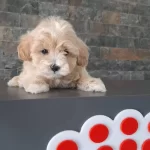 Maltipoo Yavrularımız