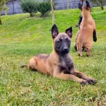 Zeki Ve Atik Belcika Malinois Yavruları Kopek Dunyası