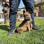 Secereli Belcika Malinois Yavruları Istanbul