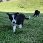 Enerjik Border Collie Yavruları