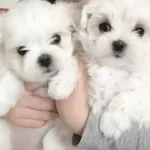 Kar Beyaz Maltese Terrier Cinsleri