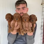 Denizli Pamukkale Orijin Garantili Kıvırcık Toy Poodle Yavruları