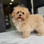 Ailelerin Favorisi Akıllı Ve tüy Dokmeyen 3 Aylık Maltipoo