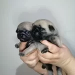Ev Uretimi Mini Boy Pug Bebekler