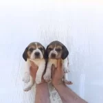 Harika Maske Beagle Bebekler