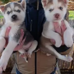 Müthiş Maske Husky Yavrular