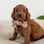 Orijinal Safkan Irk Ve Saglık Garantili Toypoodle