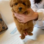 Egitilebilir Toy Poodle Yavruları Ile Hayatınıza Neşe Katın