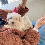 Maltipoo Yavruları Zekası Ve Hipoalerjenik tüy Yapısıyla Yeni Yuvasına Hazır