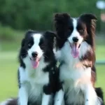 Zeka Kupu Aktif Border Collie Yavruları