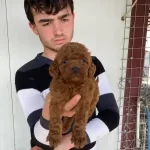 Kivircik Pofuduk Red Toy Poddle Yavruları