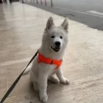 Bembeyaz Dunyalar Yakısıklısı Bir Samoyed