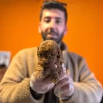 Sosyal Ortamın Yıldızı Mikro Karamel Toy Poodle