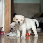 Ruhsatli Ciflikten Ozel Labrador Retriever Yavrular Istanbul