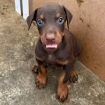 Gozu Pek Doberman Yavruları Sizi Bekliyor