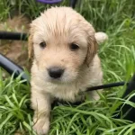 Sevgi Dolu Golden Retriever Dostlarınız