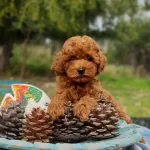 Orjinal Toy Poodle