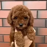 Karamel A Kalite Toypoodle