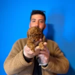 Mini Mini Toy Poddle Bebekler