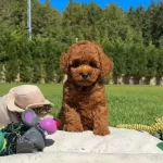 Saglık Ve Irk Garantili toy Poodle Yavruları
