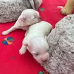 Goz Kamaştıran Beyaz Maltese Terrier Prensesler