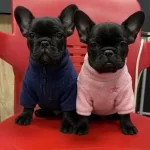 Ust Kalite Siyah Inci Yavrular