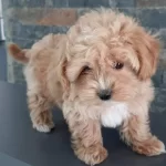 Istanbul Cekmekoy Kıvırcık tüy Yapılı Maltipoo Yavrusu