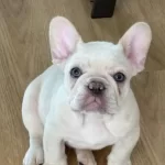 Hayat Dolu Sevecen French Bulldog Dostlar