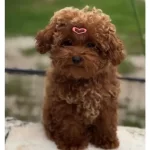 Dunya Guzeli Kızıl Pelus Safkan Toy Poodle
