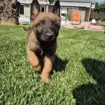 Muhteşem Malinois Yavruları