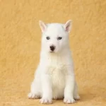 Harika Anatomi Mavi Gozlu Sibirya Kurdu Yavrular