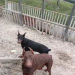 Genc Erkek Disi Korumacı Dobermanlar