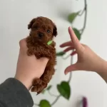 Avuc Icine Sıgan Kızıl Toy Poodle Yavrusu Gercek Micro Boy