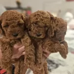 Cok Acil Toy Poodle Yavrular Yuva Araniyor