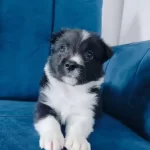 Zeki Ve Oyuncu Border Collie Yavrusu