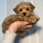 Kıvırcık Tuy Yapılı Kahve Tonlu Maltipoo Yavruları