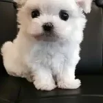Ev Ortamında Sıfır Numara Maltese Terrier