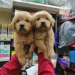 Essiz Guzellikte Saglıklı Golden Retriever Yavruları