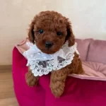 kıpkırmızı Red Toy Poodle Sevimli Yavrular