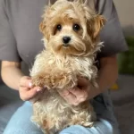 Ev Ortamında Yetisen Kahve Tonlu Maltipoo Cinsi Yavrular