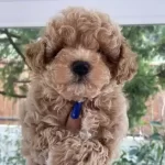 Mini Boy Ped Eğitimli Kore Maltipo Yavrular