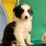 Zekasıyla Buyuleyen Siyah Beyaz Border Collie Yavruları