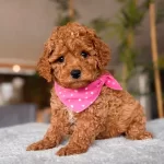 Kahve Tonlu Maltipoo Yavrularımız Oyuncak Degil