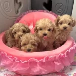 Muhtesem Maltipoo Yavrular