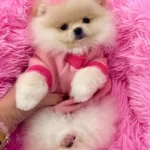 Keciorende Ev Nesesi Asıları Tamamlanmıs Pomeranian