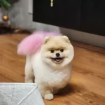 Bu Pomeranian Boo Dan Turkiyede Daha Iyisi Yok
