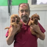 Hekim Onaylı Maltipoo Yavrularımız Besiktas Istanbul