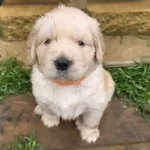 Maltepe Nin En Uysal Golden Yavrusu Sizi Bekliyor