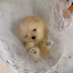 Teddy Yavrumuz Sizlerle