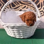 Toy Poodle Kore Kan Yavrumuz